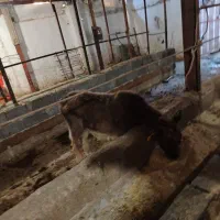 فروش گاو با گوساله. و گاو ابستن|حیوانات مزرعه|نوشهر, |دیوار