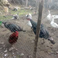 بوقلمون برنز دوساله بالغ و درشت نژاد دار