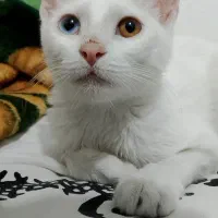 واگذاری گربه سه ماهه|گربه|مریوان, |دیوار