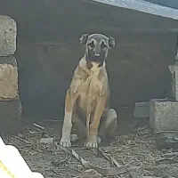 توله سرابی اصیل