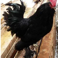 خروس سیاه مرغ قربونی رفع بلا چشمونظرارسال ذبح رایگ|حیوانات مزرعه|قم, نیروگاه|دیوار