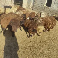 بره پروار ر