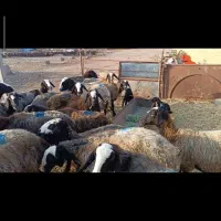میش|حیوانات مزرعه|تاکستان, |دیوار