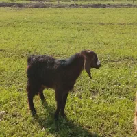 سلام بزغاله جوان