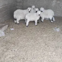 5تا بره نر سیستانی