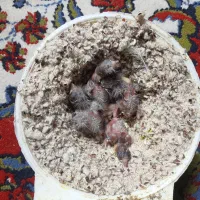 جوجه سهره قناری لون ۴ تایی