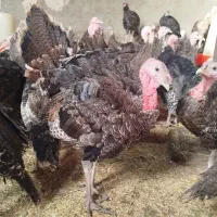 بوقلمون برنز آمریکایی فوق سرحال و ارگانیک