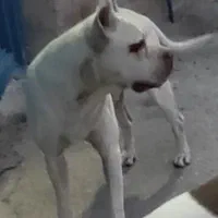 پیتبول وارداتی جهت معاوضه