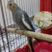 عروس هلندی نر