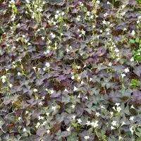 فروش پیازچه گیاه اگزالیس|گل و گیاه طبیعی|محلات, |دیوار