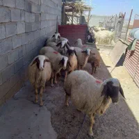 میش داشتی سنجابی|حیوانات مزرعه|کوزران, |دیوار