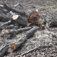 خرید قلمه و چوب|خدمات باغبانی و درختکاری|ارومیه, |دیوار