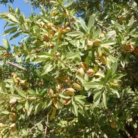 بادام نهال بادام ۲۰۰۰۰