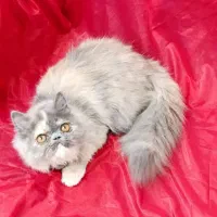 پرشین اگزوتیک ماده