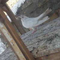 کفتر|پرنده|یزد, |دیوار
