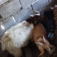 نری|حیوانات مزرعه|جیرفت, |دیوار