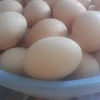 تخم مرغ محلی ارگانیک