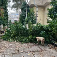 واگذاری سگ پودل|سگ|شیراز, دکتر حسابی|دیوار