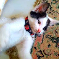 واگذاری بچه گربه