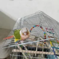 پرنده|پرنده|مبارکه, |دیوار