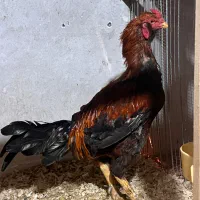 خروس لاری ریش