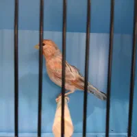 قناری توپاز ماده