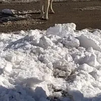 سگ سرابی 11ماهه|سگ|نمین, |دیوار