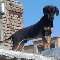 سگ نگهبان