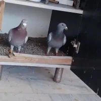 یک‌نرماده‌‌از‌اهواز ‌‌‌آوردم فقط ‌۲‌تومان‌