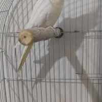 عروس هلندی|پرنده|فولادشهر, C3|دیوار