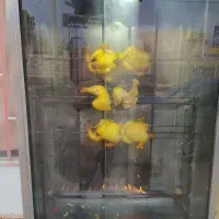 فر پیتزا