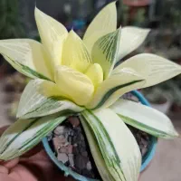 گل،آبنما|گل و گیاه طبیعی|نیشابور, شهرک ولیعصر|دیوار