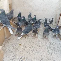 پرنده خرقه زره ای کیپ روس سینه باز گچی گلین دم سبز
