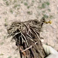 نهال گلدانی مویز ترکمن و اوزبک