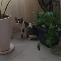 واگذاری گربه مهربون