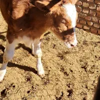 گوساله|حیوانات مزرعه|خوسف, |دیوار