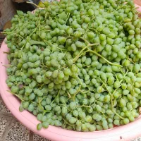 ۲۰ کیلو غوره درشت  تازه چیده