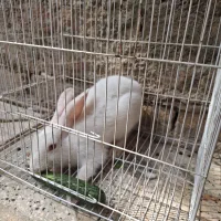 خرگوش