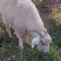 ۳عددگوسفند مفت