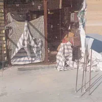 قفس 2در2 پرنده