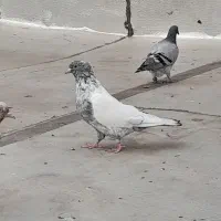 کبوترجوجه سینه کوهی
