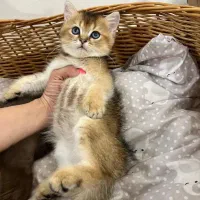 مجموعه گربه های نژاد دار ( پرشین بریتیش اسکاتیش )|گربه|گنبد کاووس, |دیوار