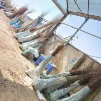 تولید نهال گردو خوشه ای|خدمات باغبانی و درختکاری|صباشهر, |دیوار