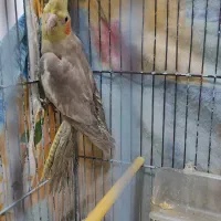 عروس هلندی|پرنده|آزادشهر, |دیوار