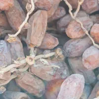 خرمای(لر)پون