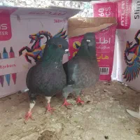 یک جفت کبوتر کینگ