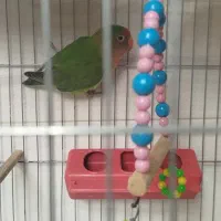 تخفیف|حراج|قره ضیاالدین, |دیوار