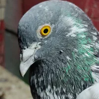 کفتر پتی والا رودان