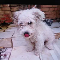 حیوانات سگ آپارتمانی