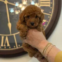 شیتزو،پامرانین،پودل، پیکینیز|سگ|تهران, چیتگر شمالی|دیوار